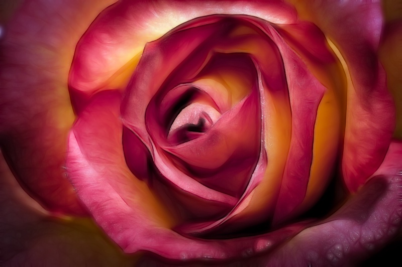 Rainbow Sorbet Rose - ID: 13035408 © Bob Miller