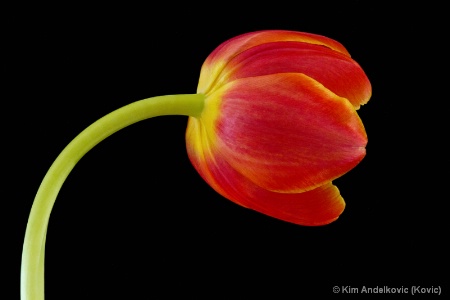 Curved Tulip