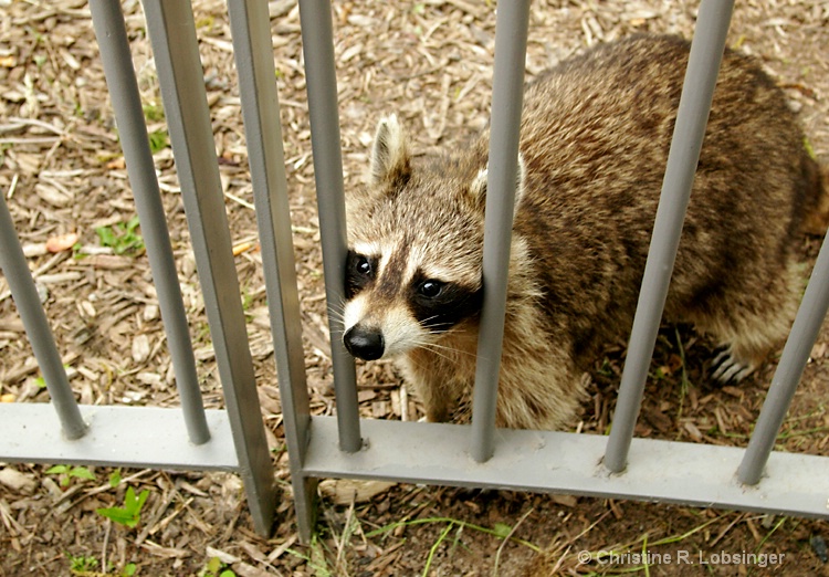 Mr. Curious...