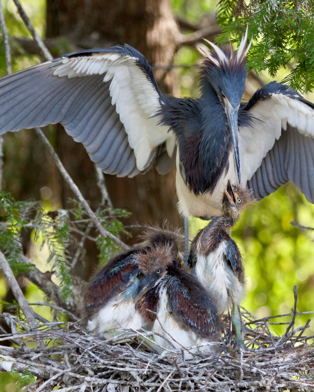 Tricolored Heron Nest