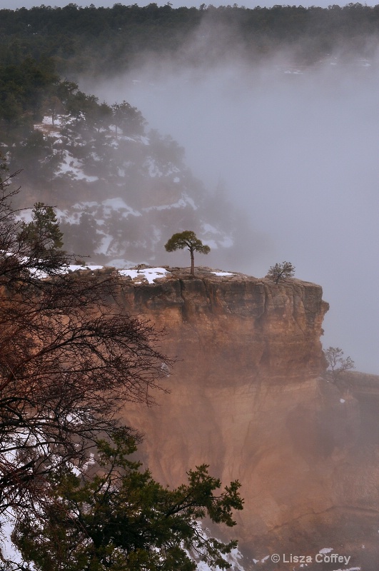 lonely tree final - ID: 13035719 © Lisza M. Coffey