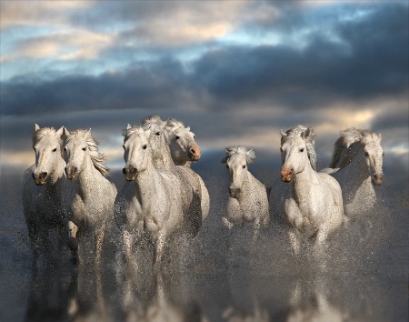 White Horses of the Camargue