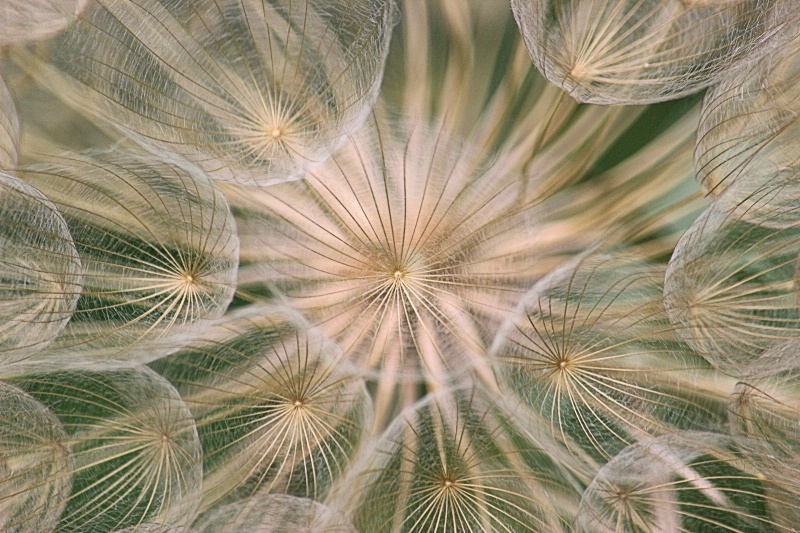 Dandy Lines - ID: 13035815 © Tammy M. Anderson