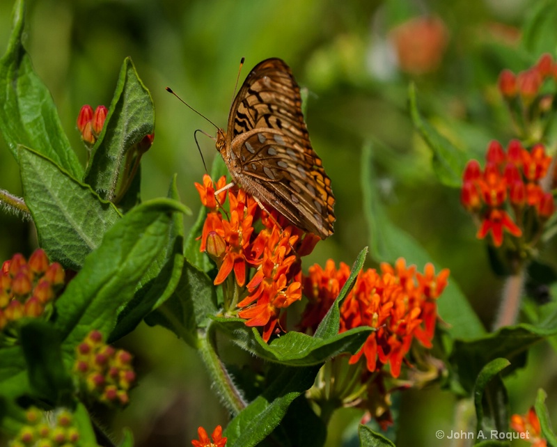 mg 0146 Fritillary on Butterfly Milkweed - ID: 13035859 © John A. Roquet