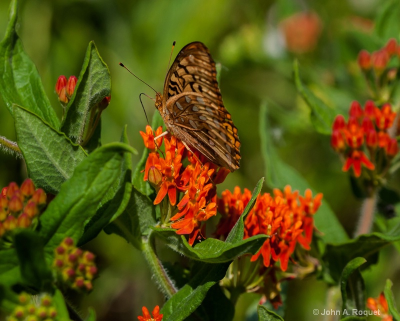  mg 0146 Fritillary on Butterfly Milkweed - ID: 13035859 © John A. Roquet