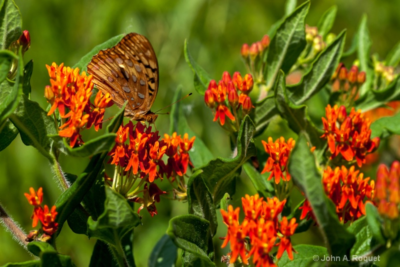  mg 0152 Fritillary on Butterfly Milkweed - ID: 13035860 © John A. Roquet