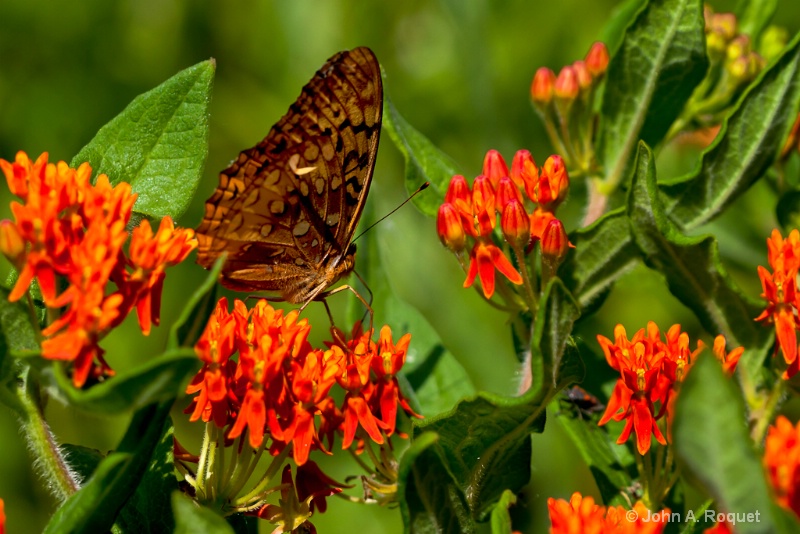  mg 0156 Fritillary on Butterfly Milkweed - ID: 13035861 © John A. Roquet