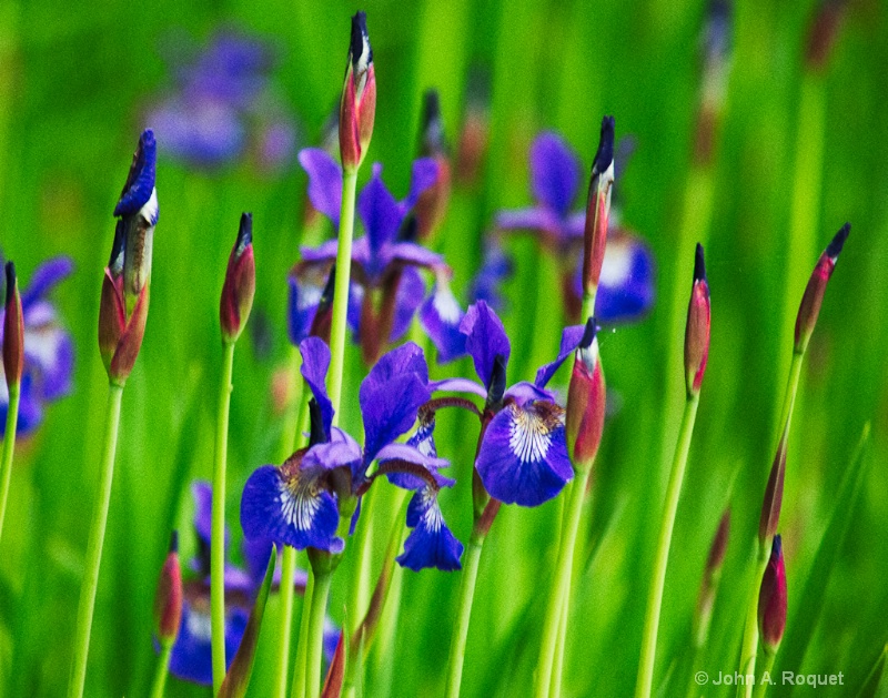  mg 9710 Blue Flags - ID: 13035868 © John A. Roquet