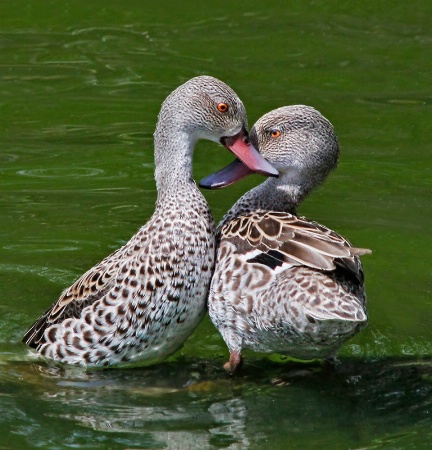 Dueling Ducks