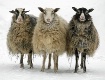 The 3 Degrees