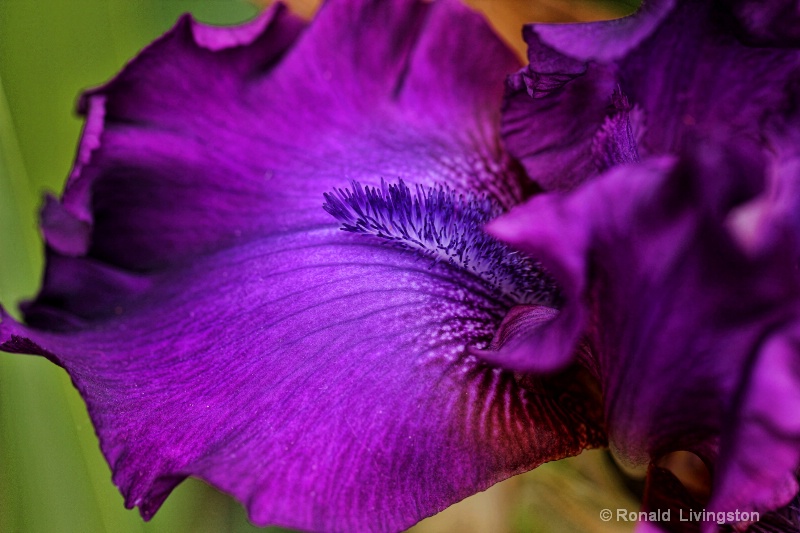 Purple Iris