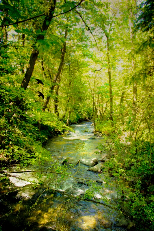 A Spring Day At Lithia Creek