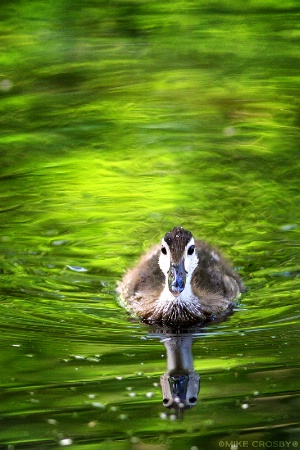 Duckling