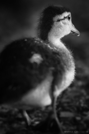 Duckling