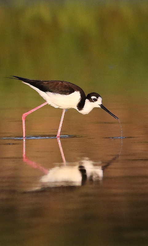 Black-necked Stilt Working The Pond