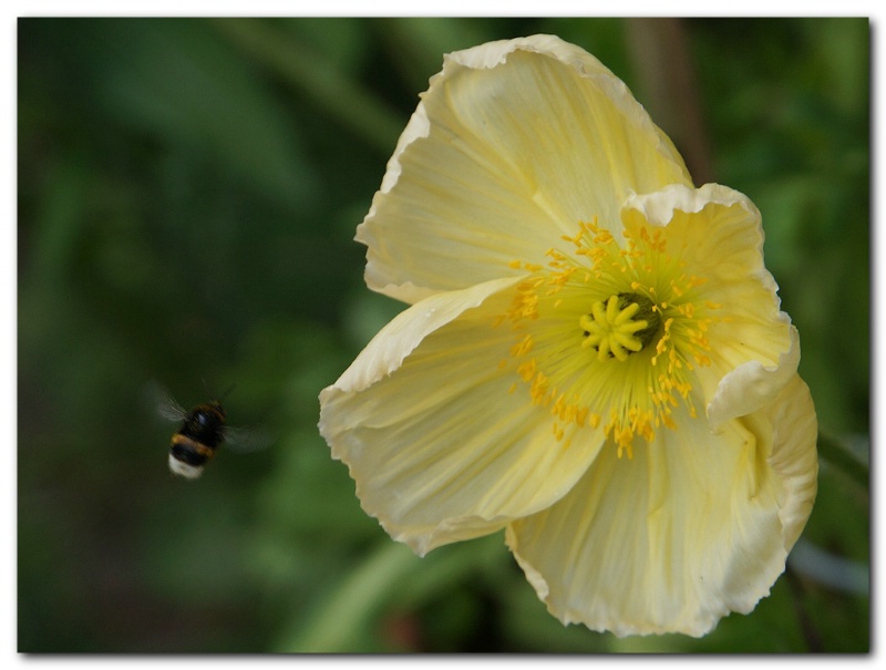 Today's Poppy