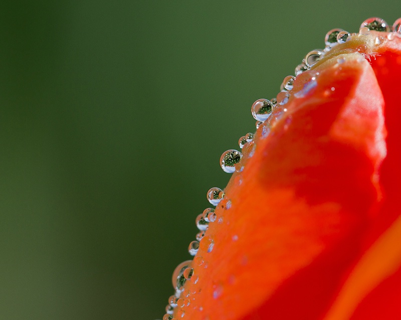 Morning Dew