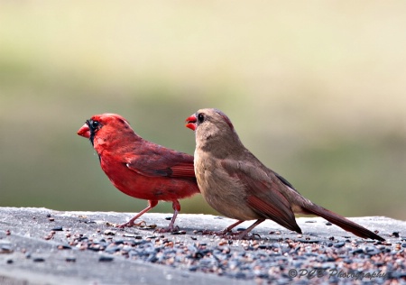Mr. & Mrs. Cardinal, Dining Out