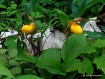 The Lovers......