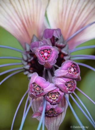 White batplant