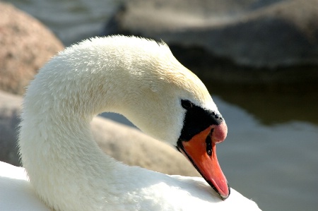 Swan - Head Shot