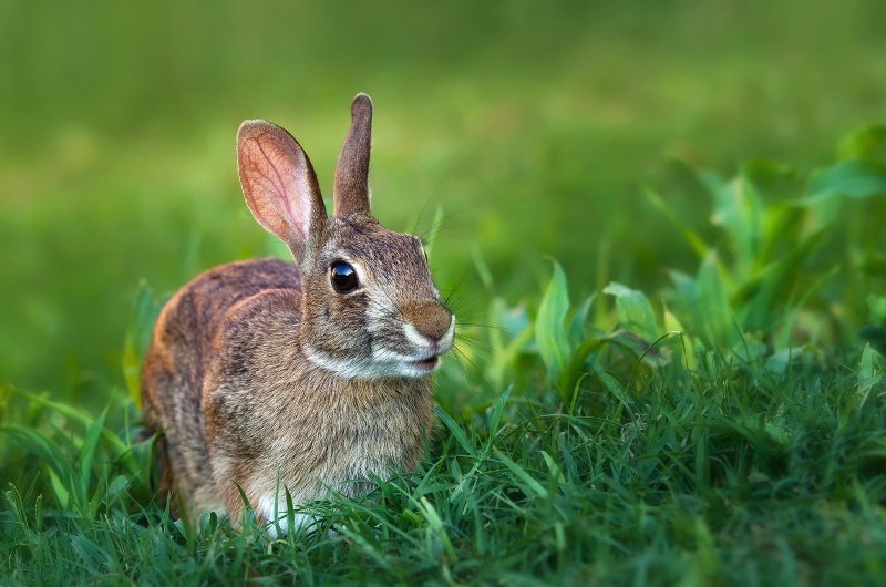 Smiley Bunny