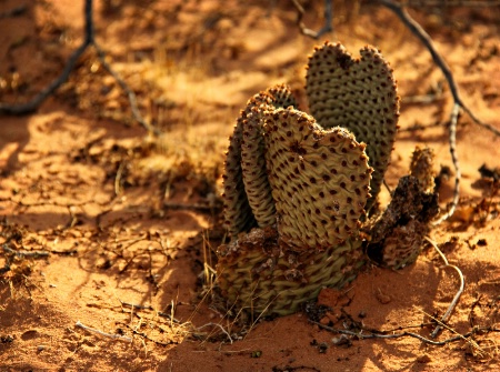 Cactus Afternoon