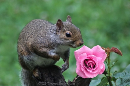 Take Time to Smell the Roses