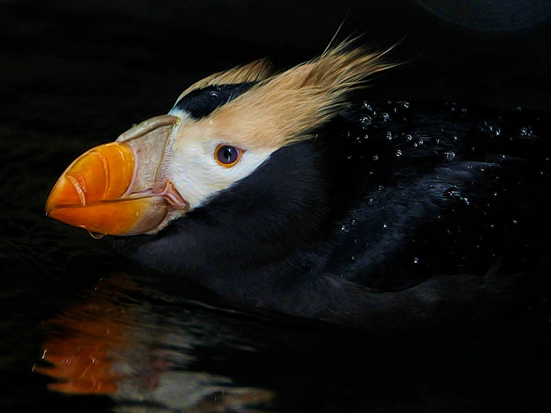 Tufted Puffin