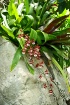 Tiny Red Orchids