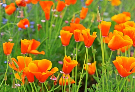 California Poppies - EP