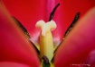 tulip-macro