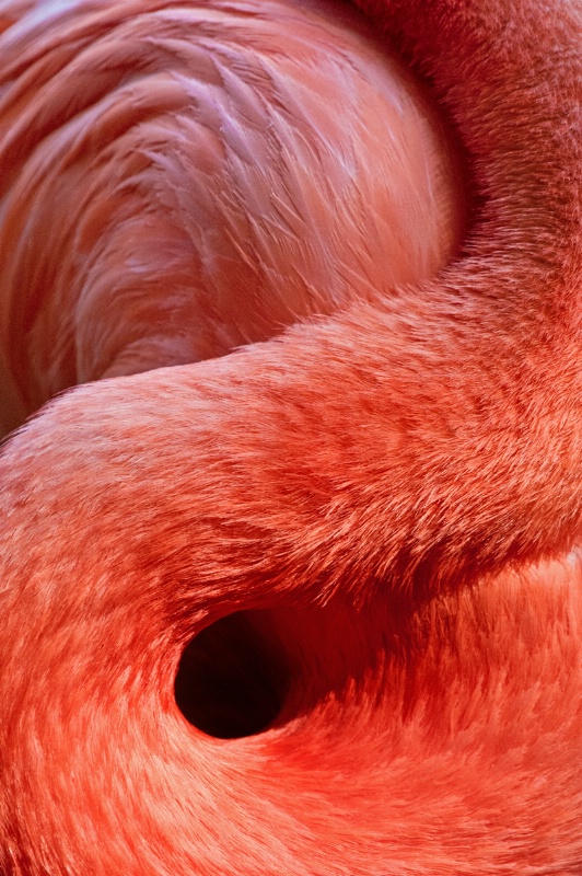 Flamingo Wave