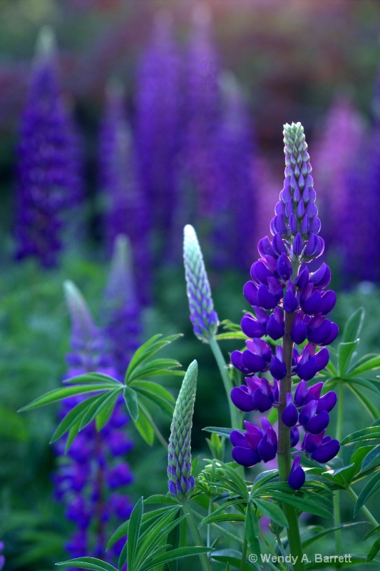 A lovely shade of purple  - ID: 13038777 © Wendy A. Barrett