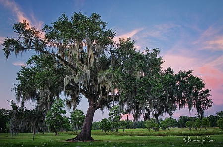 Graceful Oak