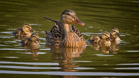 Proud Mallard