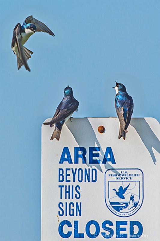 Three's a Crowd - ID: 13039732 © Deborah C. Lewinson