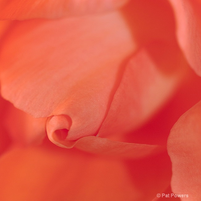 Begonia - ID: 13039738 © Pat Powers