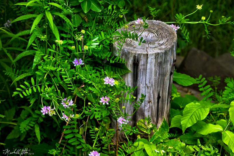 Crown Vetch and a Stump