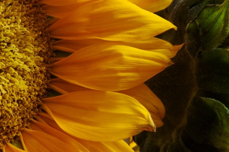 Fading Sunflower