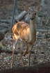 The Yearling