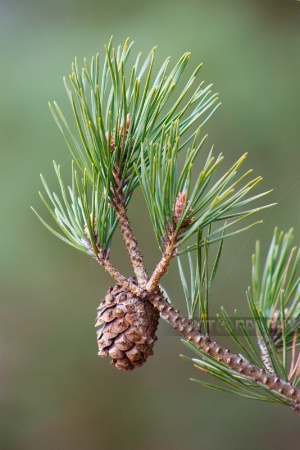 Pine Cone