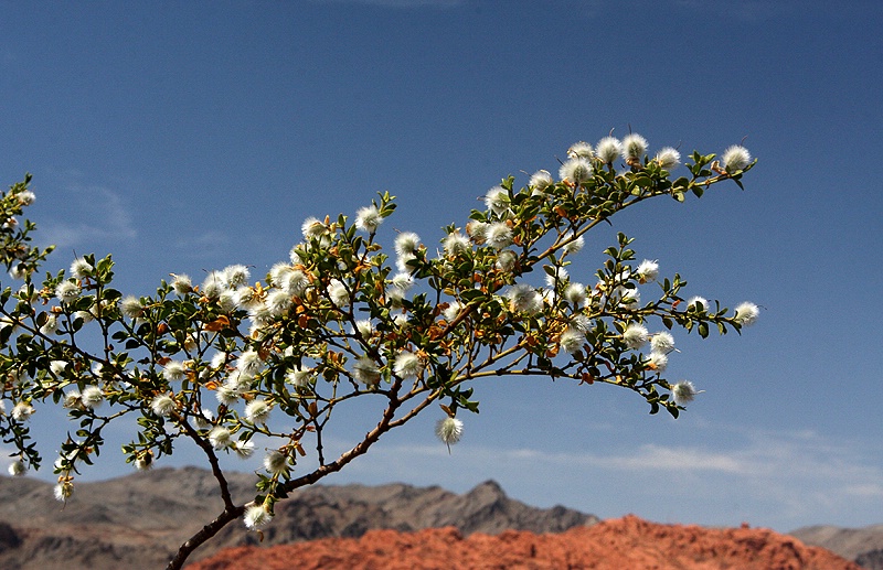 Desert Cotton