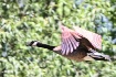 Flying Along