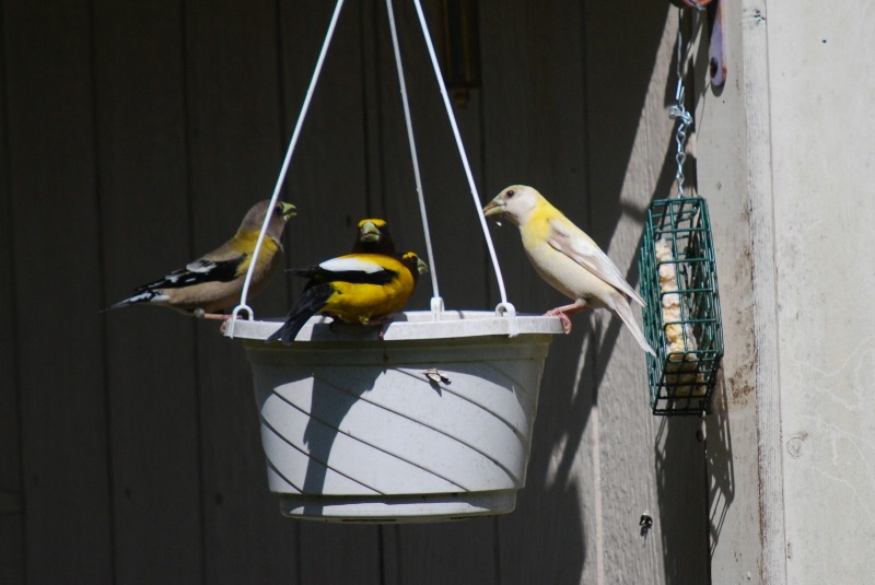 Leucistic Evening Grosbeak