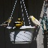 2Leucistic Evening Grosbeak - ID: 13040020 © John Tubbs