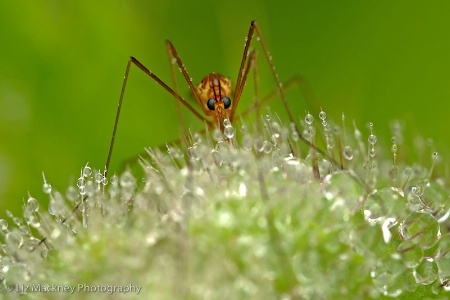 Baby Crane Fly On Poppy Bud