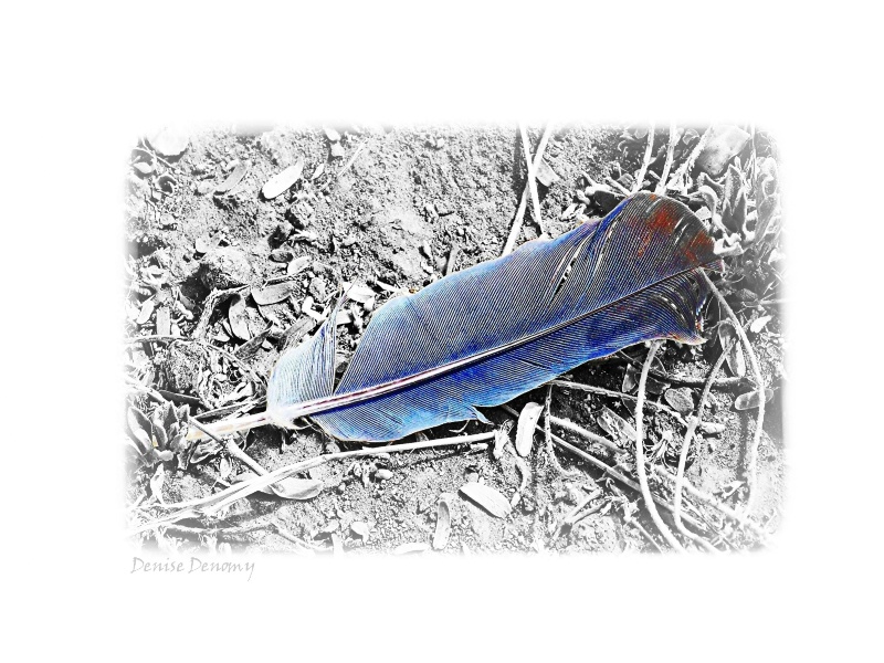 LONE FEATHER