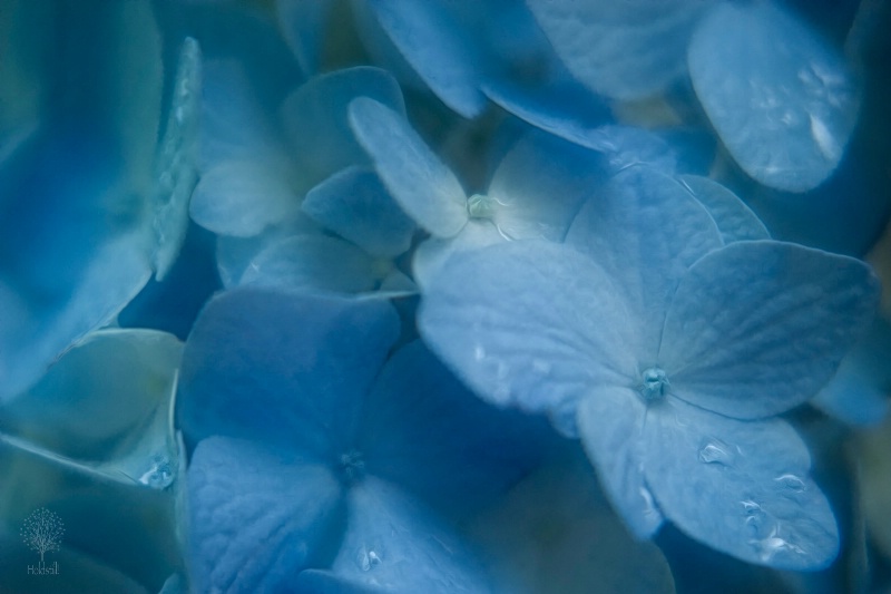 Hydrangea