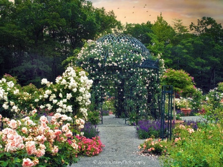 Rose Garden Pergola